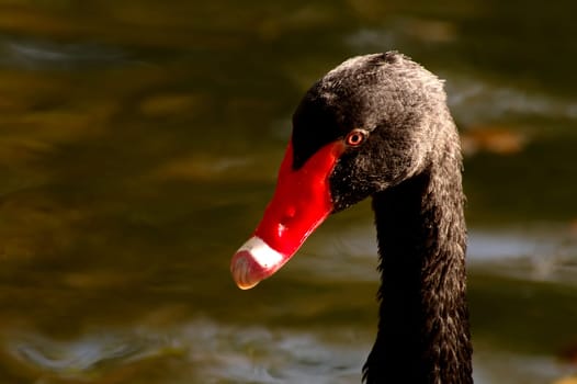 Black swan