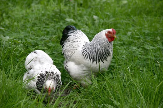 (chicken farm) or (chicken field)