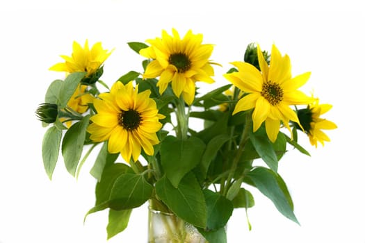 Sunflowers in a vase