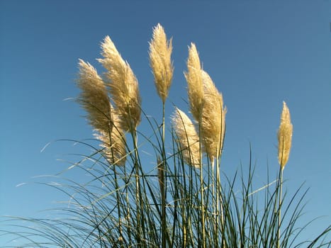 Pampas grass