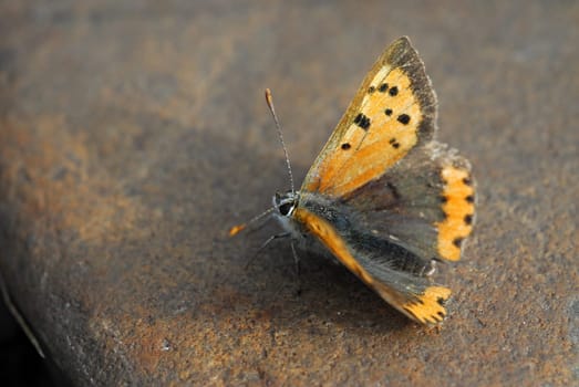 Fire Butterfly 2
