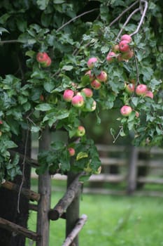 Apple trees in a meadow