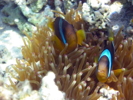 Anemone fish
