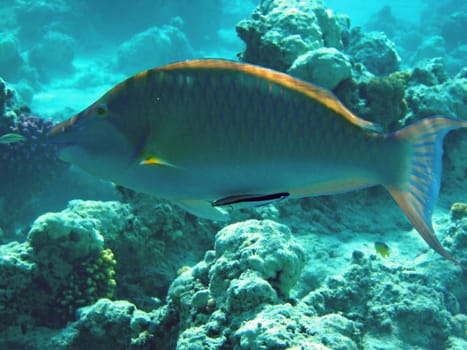 Cleaner fish cleans fish