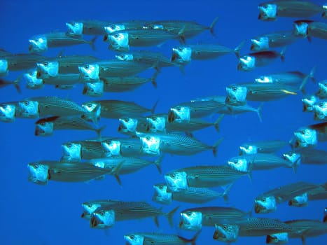 School of jacks catching plankton just below the surface of the water. It is very interesting that almost all animals open and close their mouths synchronously.