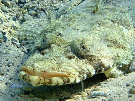 Crocodile fish