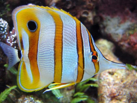 Tweezer fish