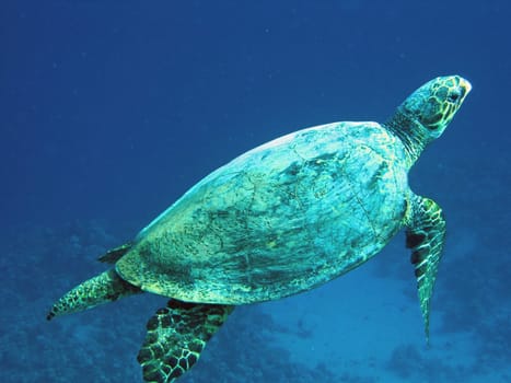 Hawksbill turtle