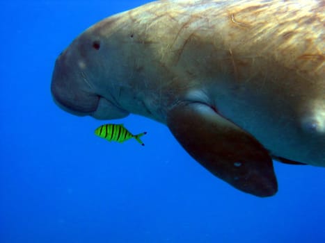 Dugong with accompaniment