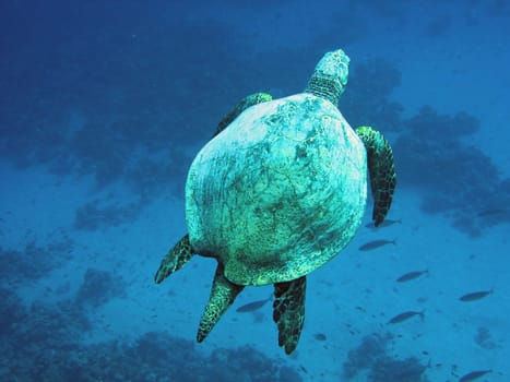 Hawksbill turtle