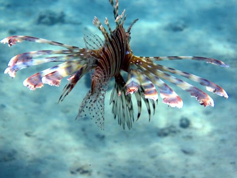 Lionfish