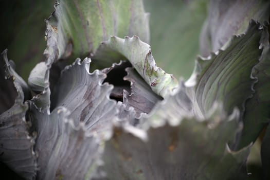 Red cabbage