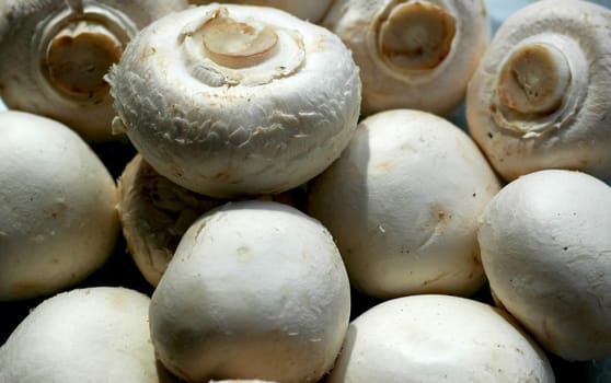 Mushroom