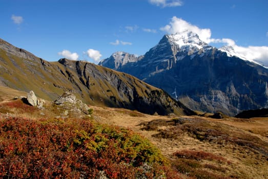 The path from Bachalpsee down to Grindelwald leads through beautiful high moors and is a true flower paradise in late spring