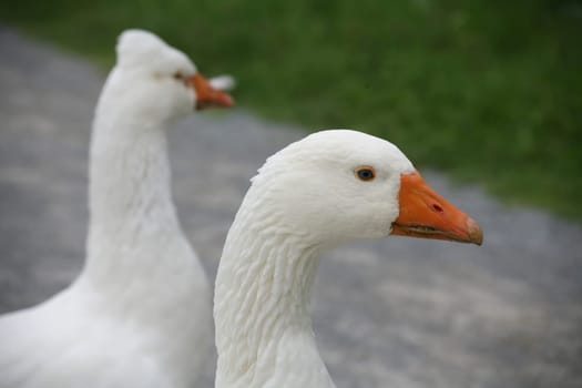 White geese on a village road