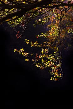 Autumn colors in backlight