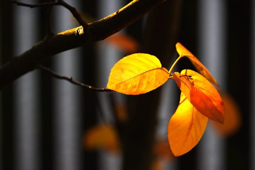 the last ray of sunshine