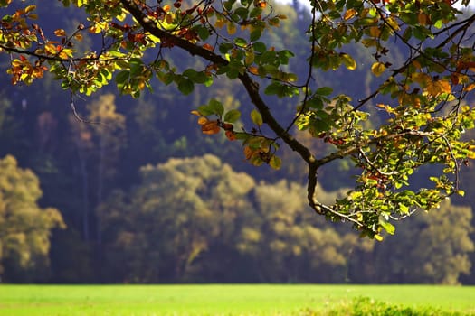 Autumn landscape