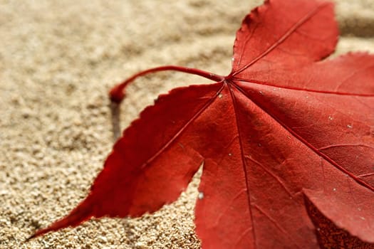 Maple leaf