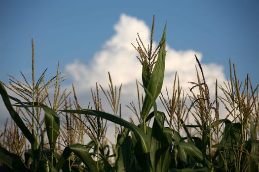 Still unripe corn against a blue sky