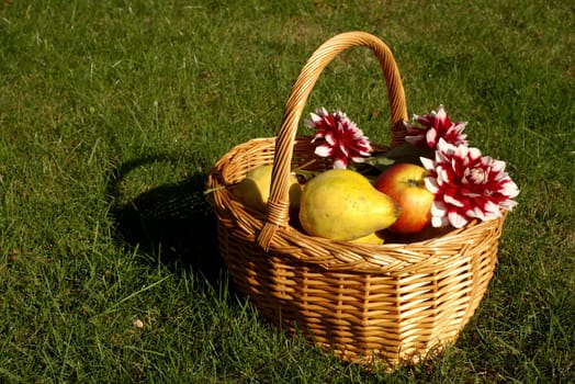 Harvest basket
