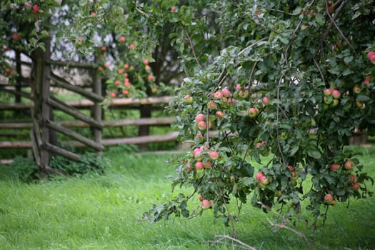 Apple trees in a meadow