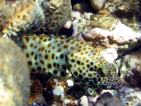 Grouper