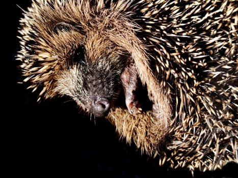 Don't worry,it is still very much alive in our garden,but only has about 200g.
