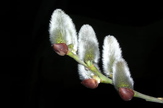Heralds of spring