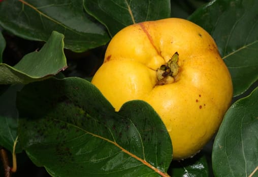 Now they are ripe. I'm looking forward to quince schnapps and quince jelly