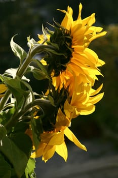 Sunflowers