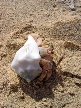 Hermit crab