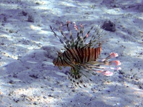 Lionfish