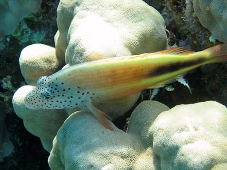 Coral Guardian