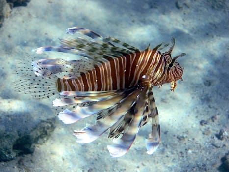 Lionfish