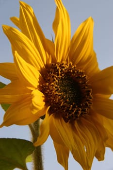 Sunflower