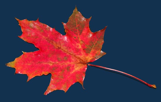 Maple leaf