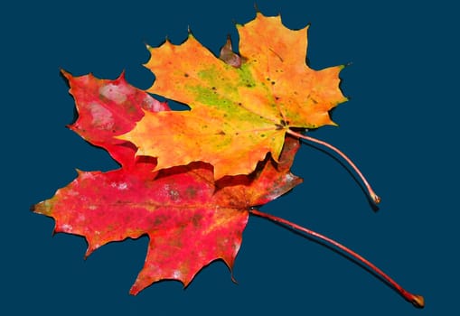 Autumn colors