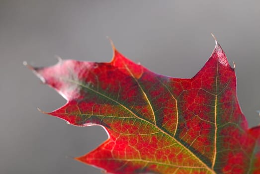 Autumn Colours 01