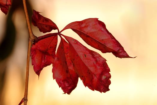 Wilted