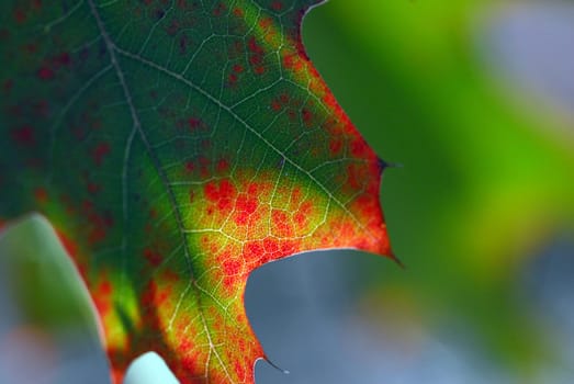 Autumn Colours 03