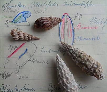 The molluscs form a very species- and shape-rich animal phylum. Today,there are about 50,000 species. (Transcript from a student notebook of the school year 1938/1939)