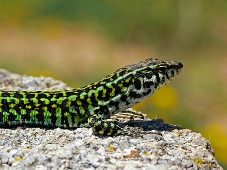 Podacris sicula, Ruineneidechse