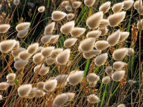 Velvet grasses in the light,velvet grass