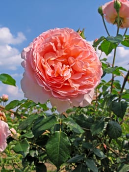 Pink,Abraham Darby variety,shrub rose
