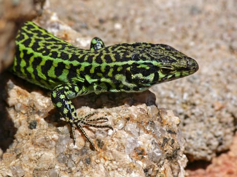Podacris sicula, Ruineneidechse