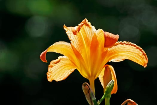 Hemerocallis hybrid,daylily