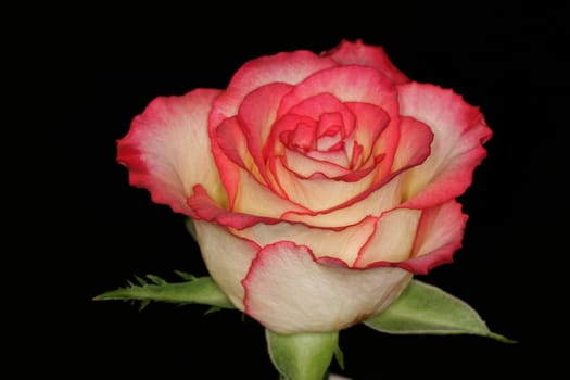 Pink,rose detail,Kristin variety