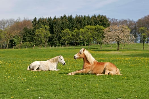 Horses in the Osnabrück region