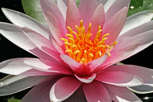 Nymphaea hybrid,water lily,pond lily
